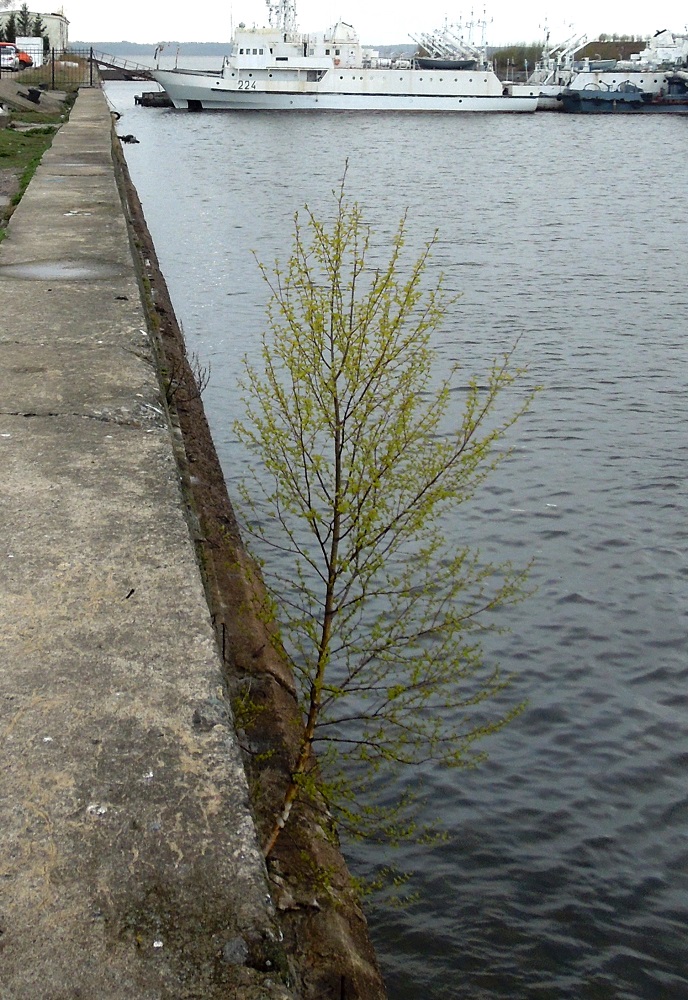 Image of genus Betula specimen.