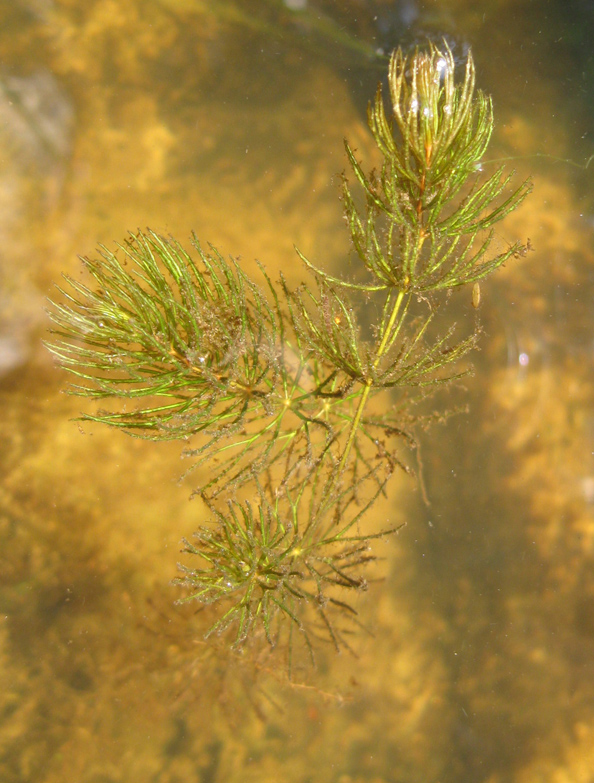 Image of Ceratophyllum demersum specimen.