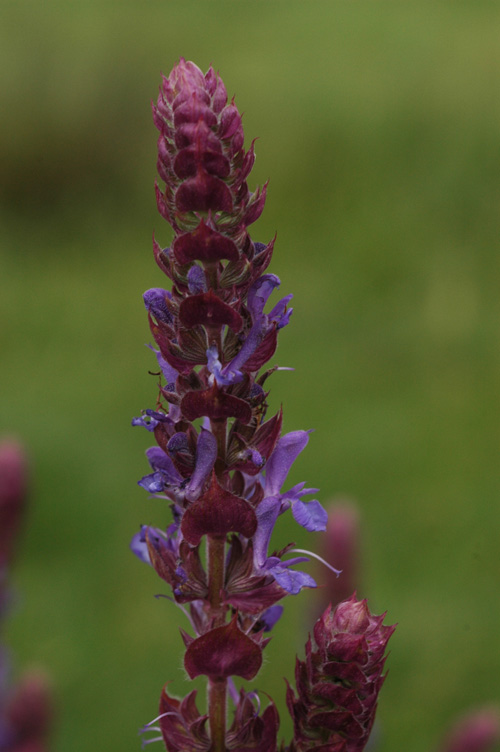 Изображение особи Salvia deserta.