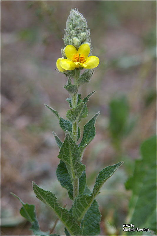 Изображение особи Verbascum ovalifolium.