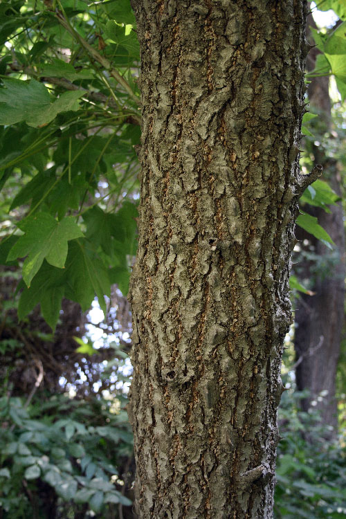 Image of Kalopanax septemlobus specimen.