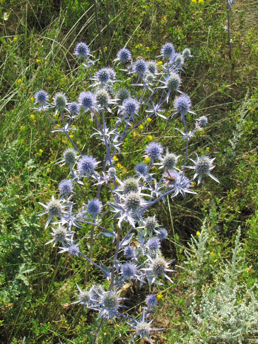 Image of Eryngium planum specimen.