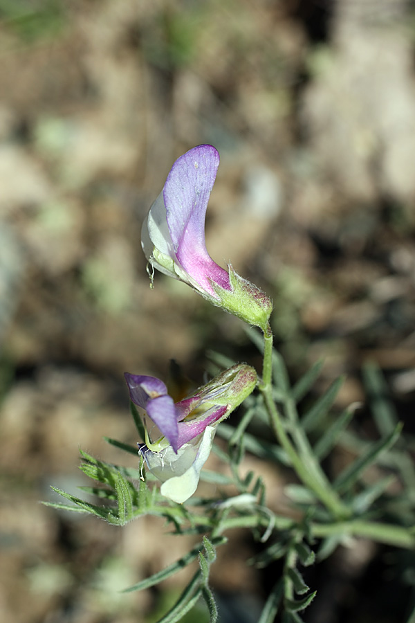 Image of Vicia subvillosa specimen.