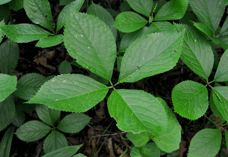 Image of Chloranthus quadrifolius specimen.