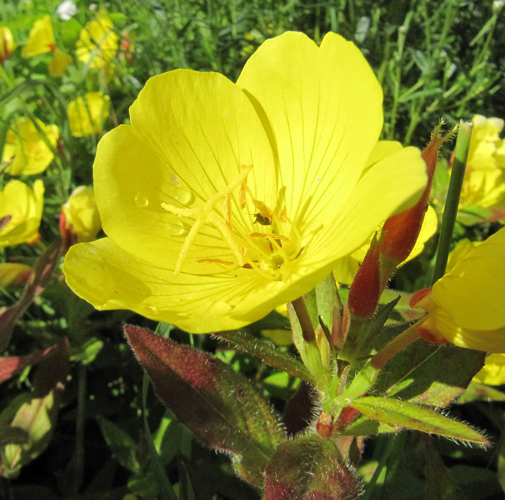 Image of Oenothera pilosella specimen.