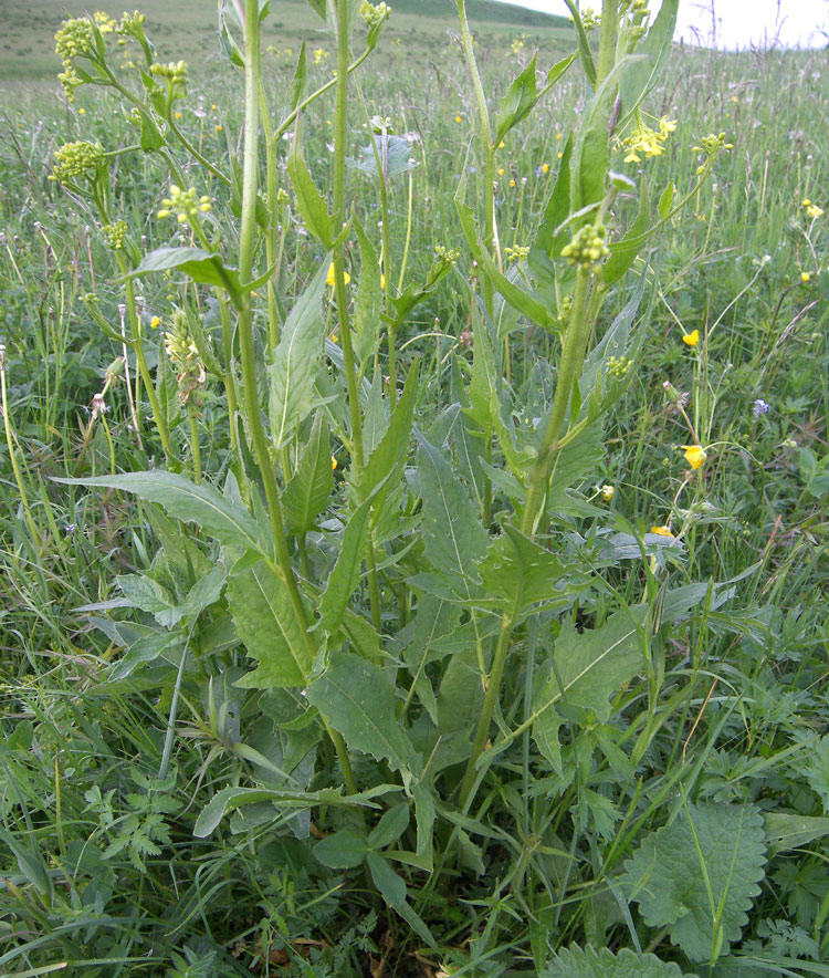 Изображение особи Bunias orientalis.