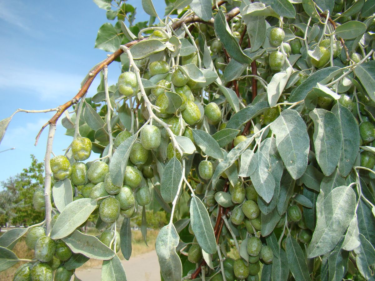 Image of Elaeagnus littoralis specimen.