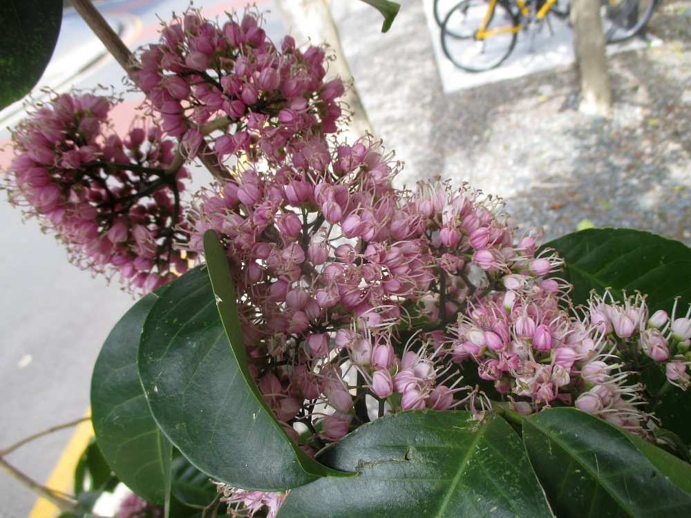 Image of Melicope elleryana specimen.