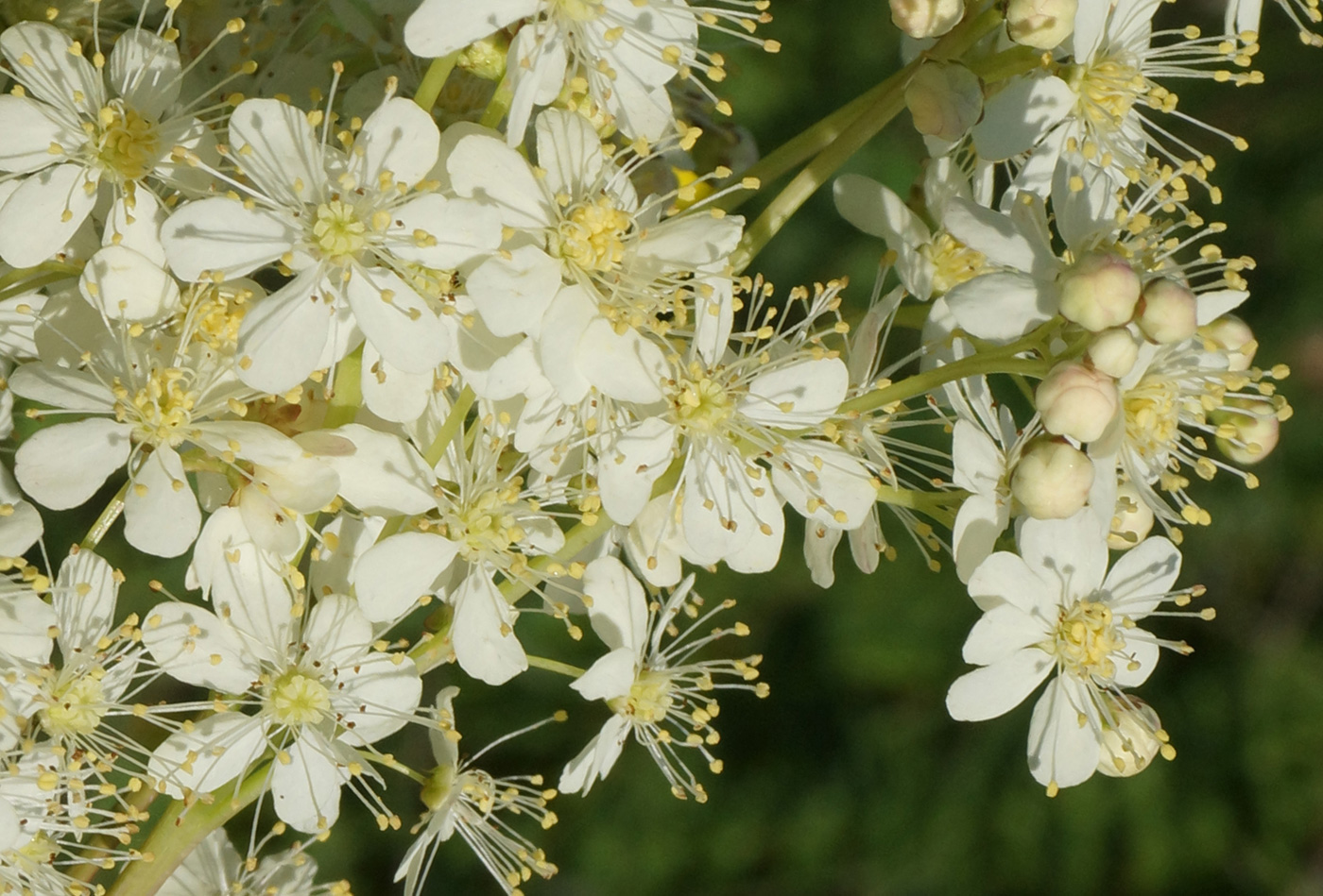 Изображение особи Filipendula vulgaris.