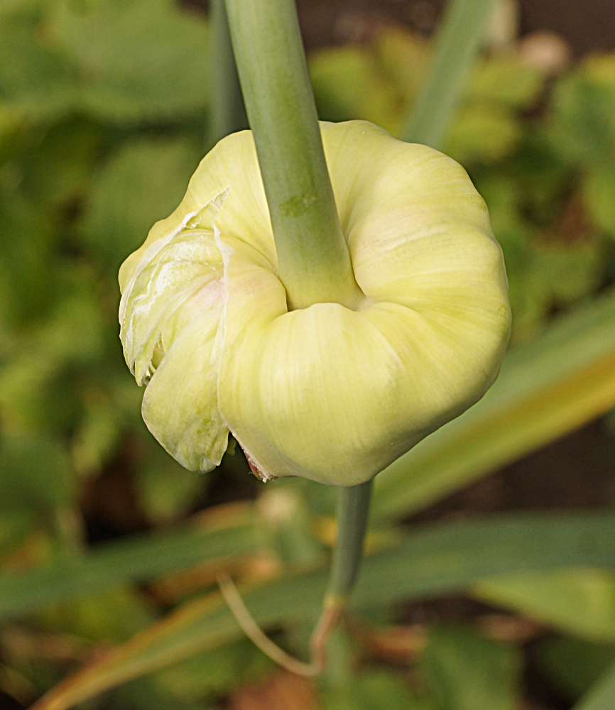 Image of Allium sativum specimen.