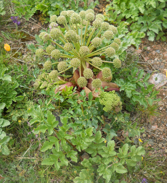 Изображение особи Archangelica brevicaulis.