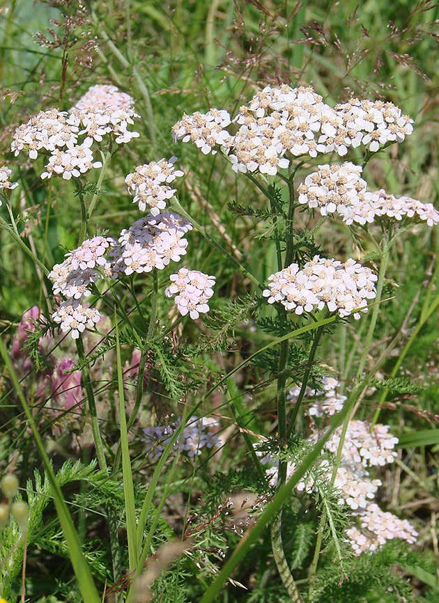 Изображение особи Achillea millefolium.