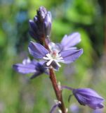 Polygala amarella