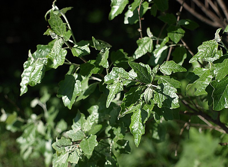 Изображение особи Populus alba.