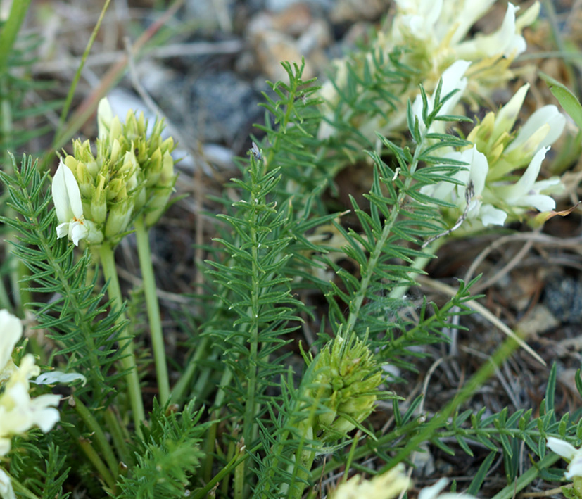 Image of Oxytropis muricata specimen.