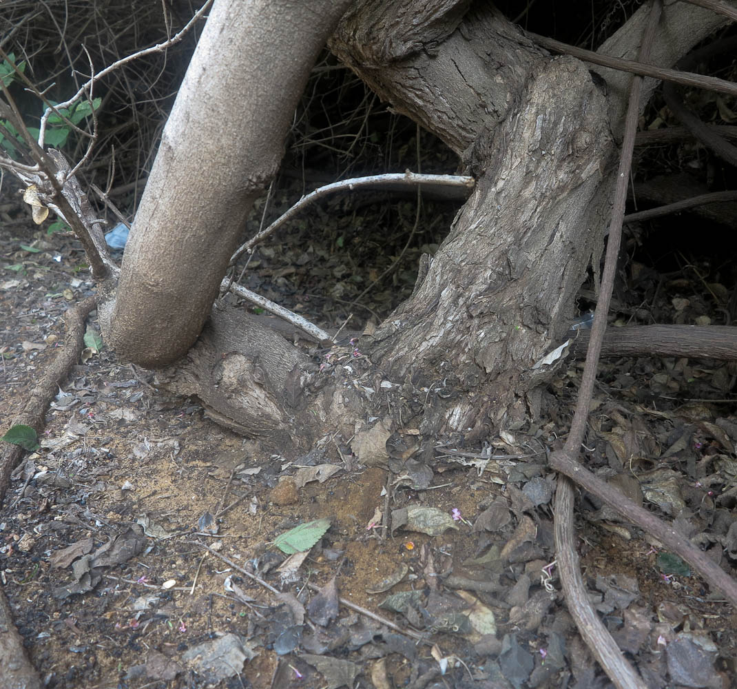 Image of Lantana camara specimen.