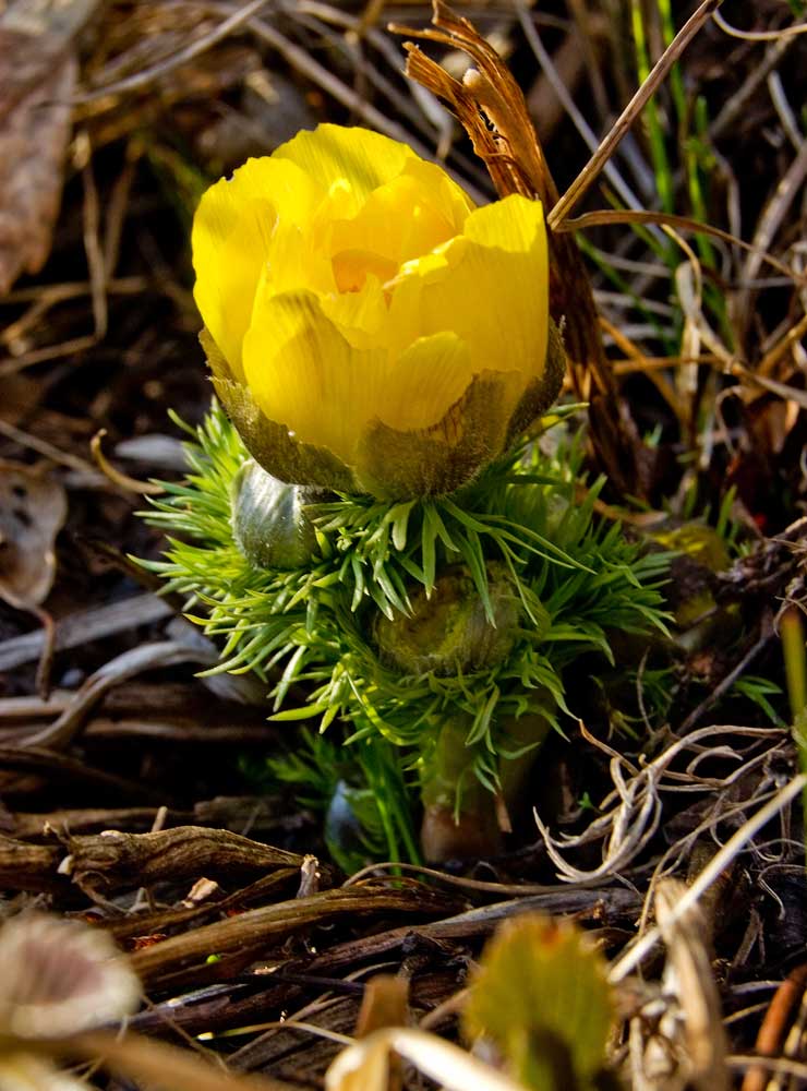 Image of Adonis vernalis specimen.