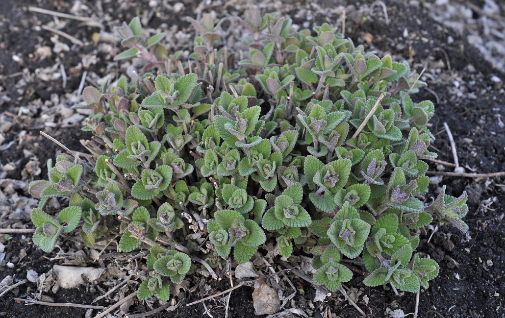 Image of Nepeta mussinii specimen.