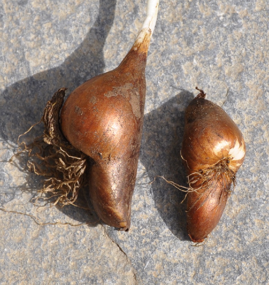 Изображение особи Colchicum chimonanthum.