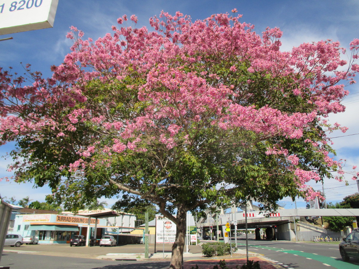 Image of Tabebuia impetiginosa specimen.