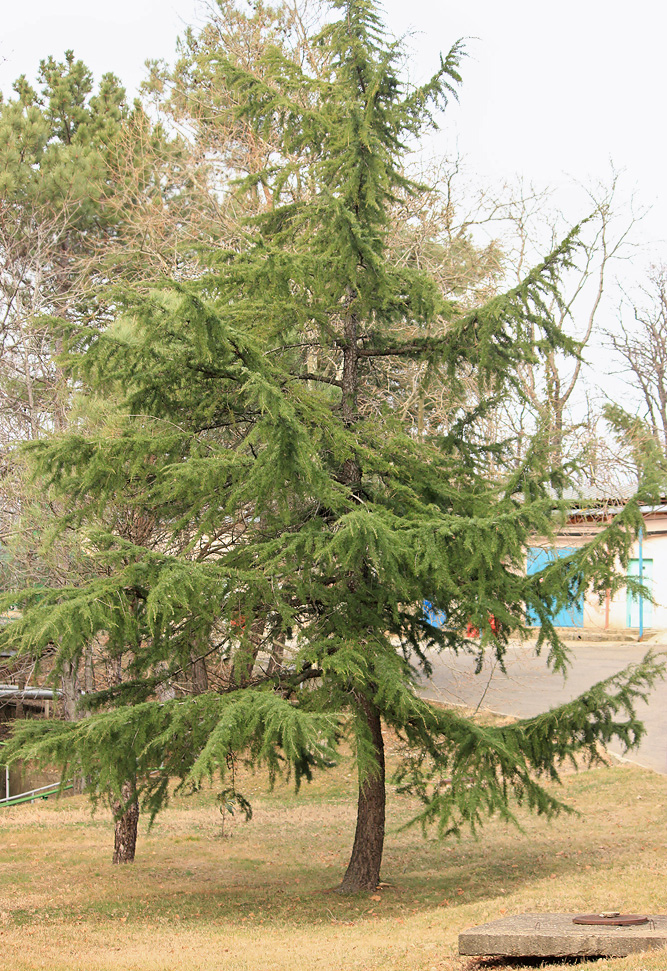 Image of Cedrus deodara specimen.