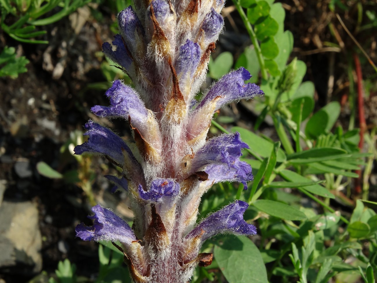 Image of Orobanche coerulescens specimen.