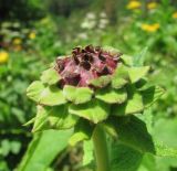 Inula magnifica