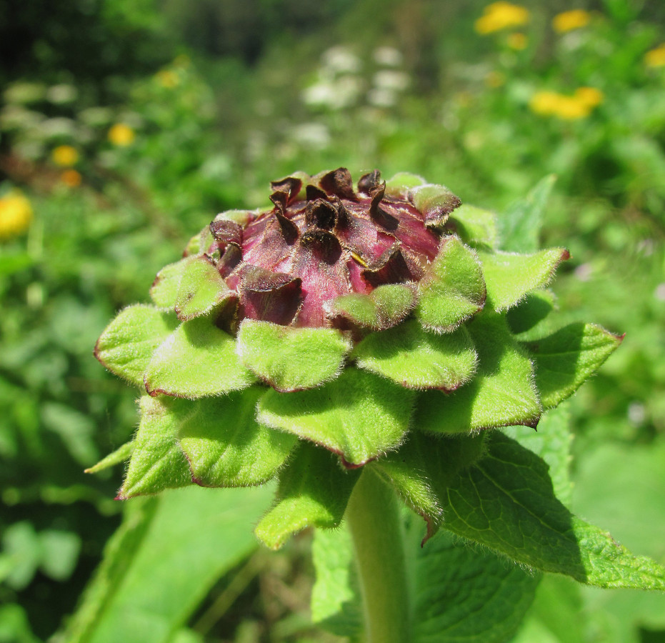 Image of Inula magnifica specimen.