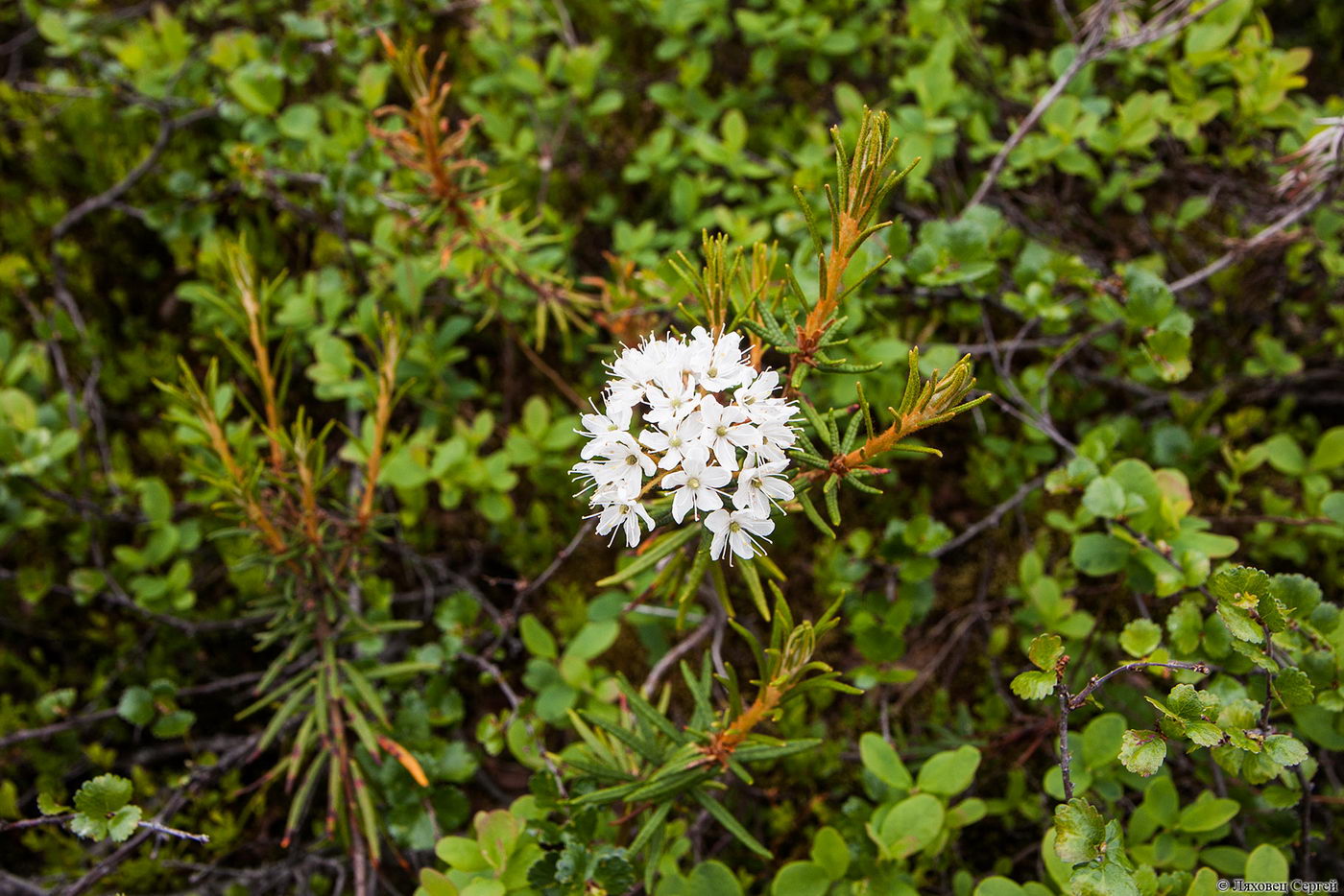 Image of Ledum palustre specimen.