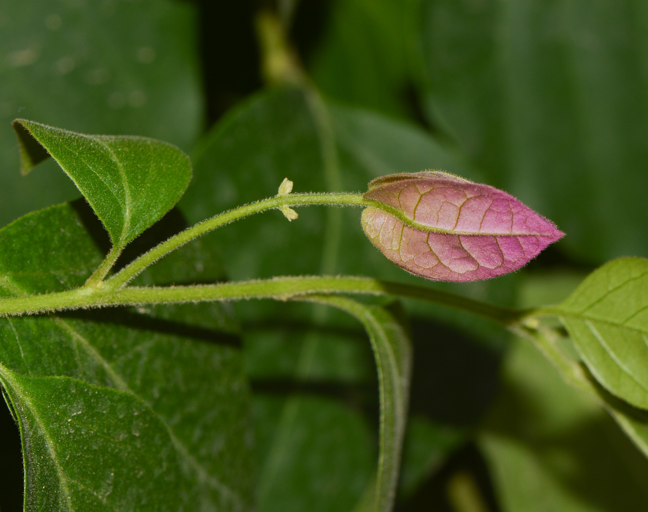 Image of genus Bougainvillea specimen.