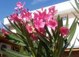 Nerium oleander