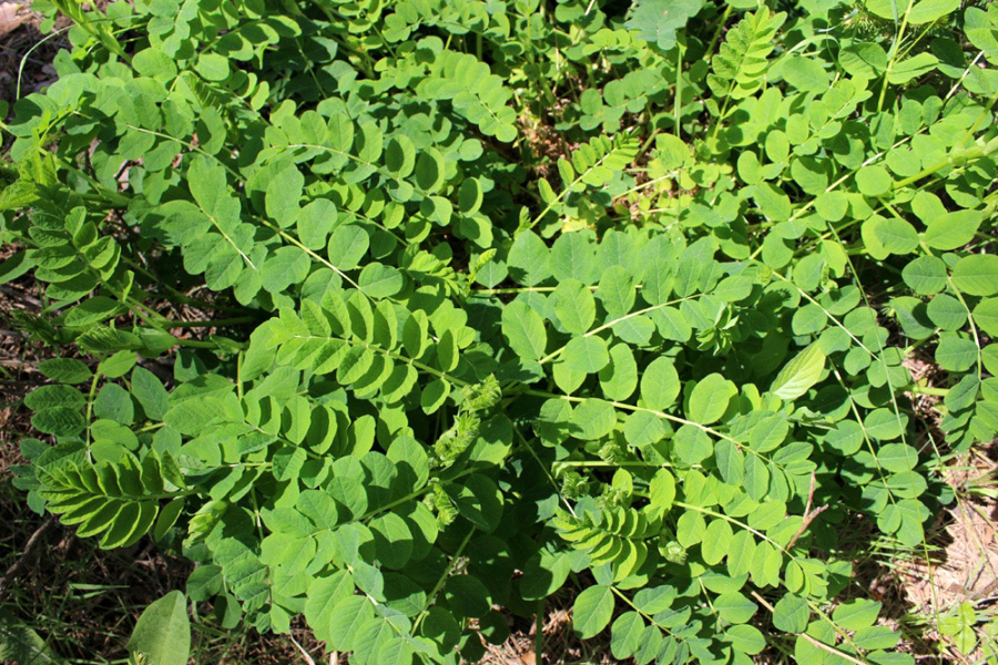 Image of Astragalus glycyphyllos specimen.