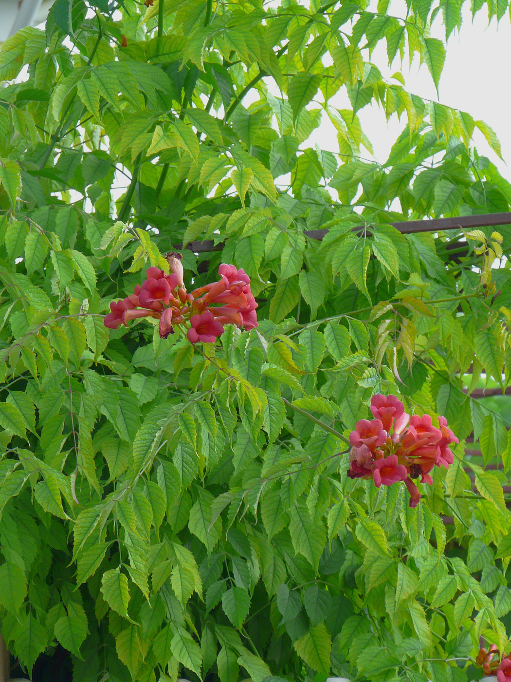 Image of Campsis radicans specimen.