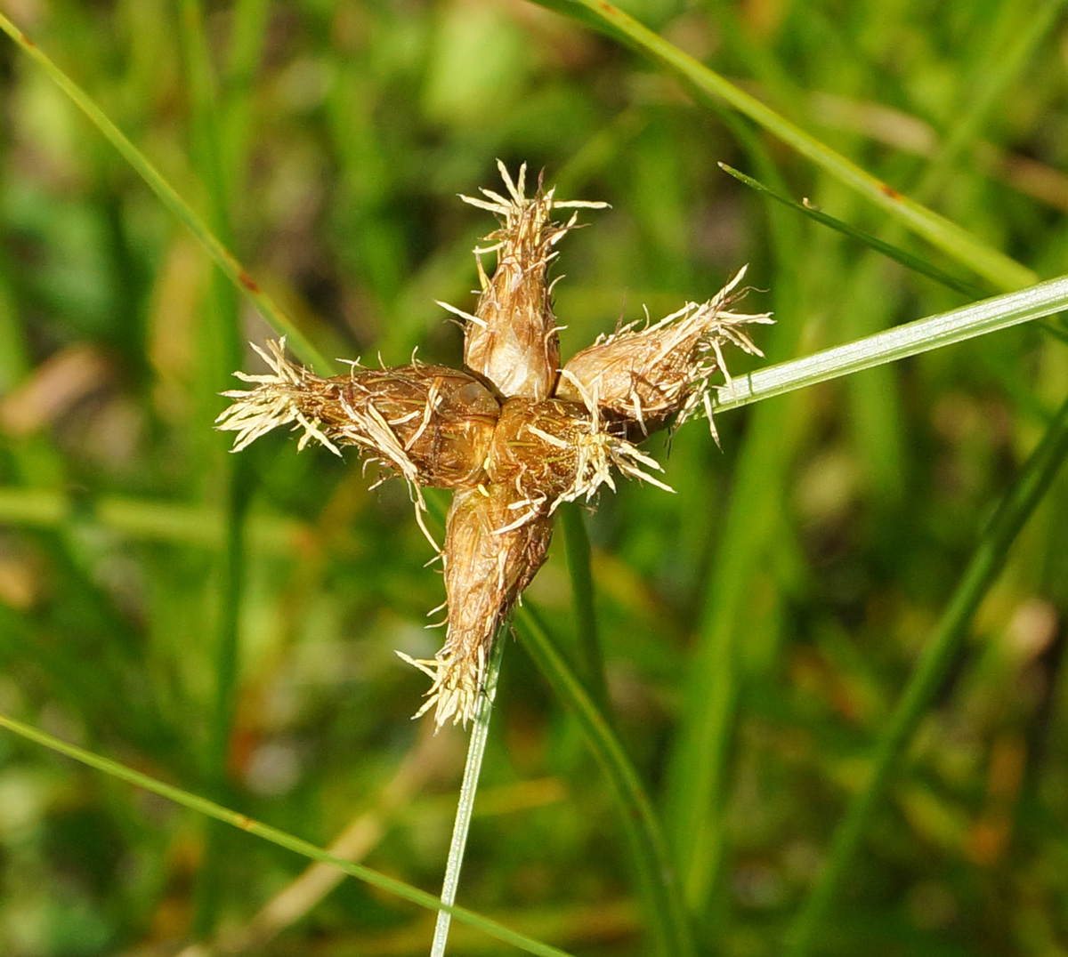 Изображение особи Bolboschoenus planiculmis.