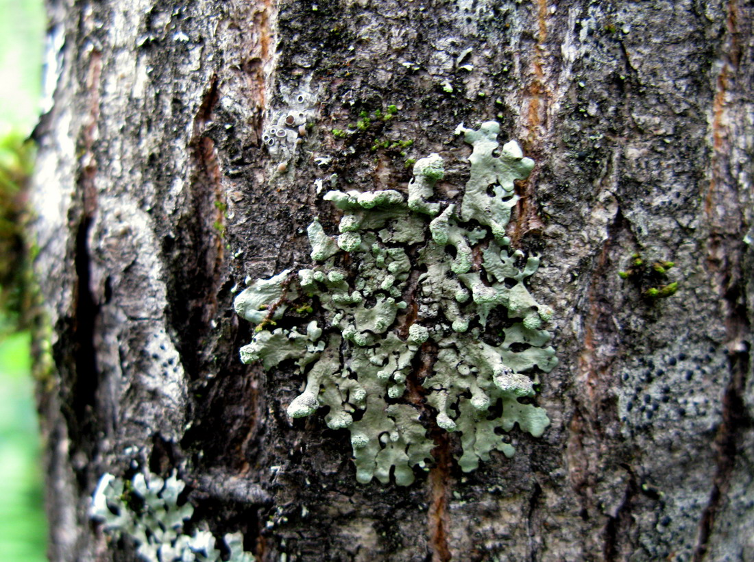 Image of Myelochroa sibirica specimen.