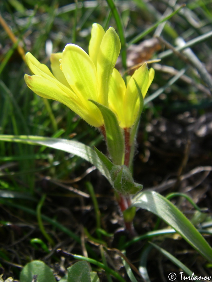 Image of Gagea bohemica specimen.