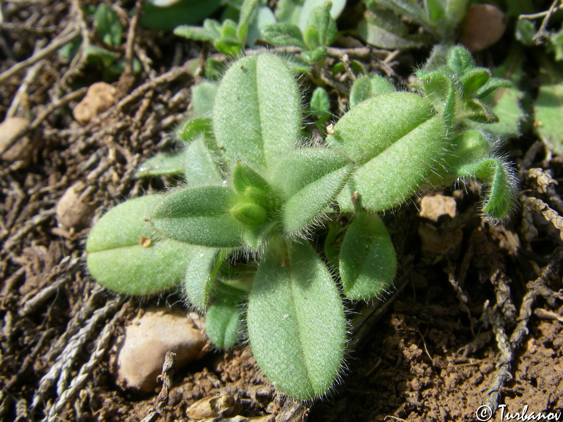 Image of Cerastium brachypetalum ssp. tauricum specimen.