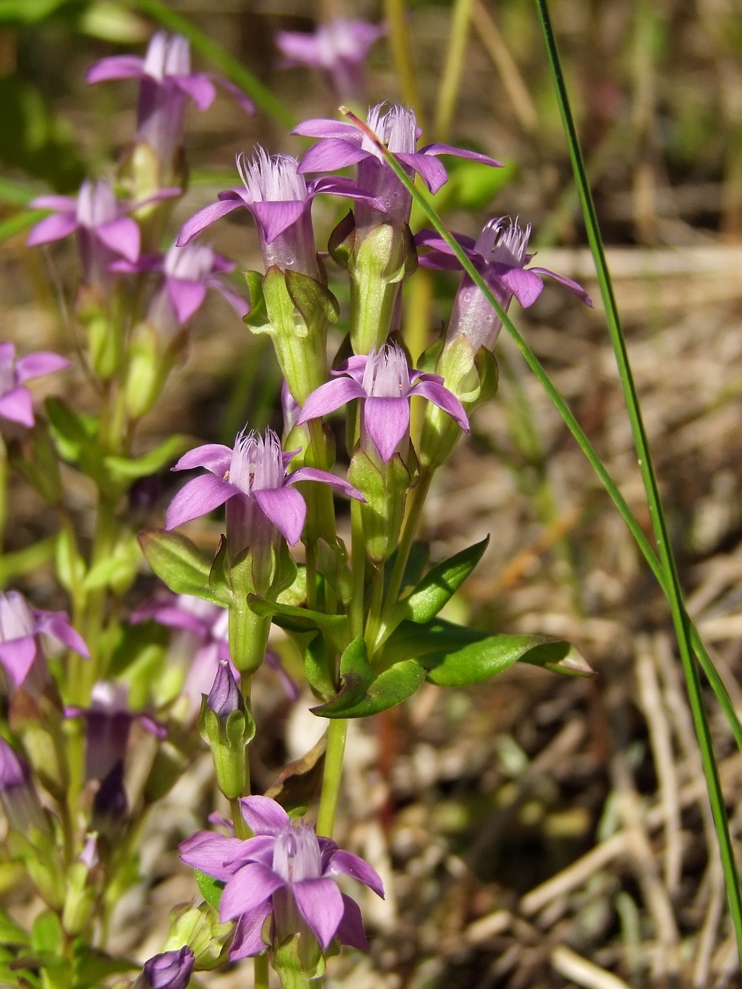 Image of Gentianella auriculata specimen.