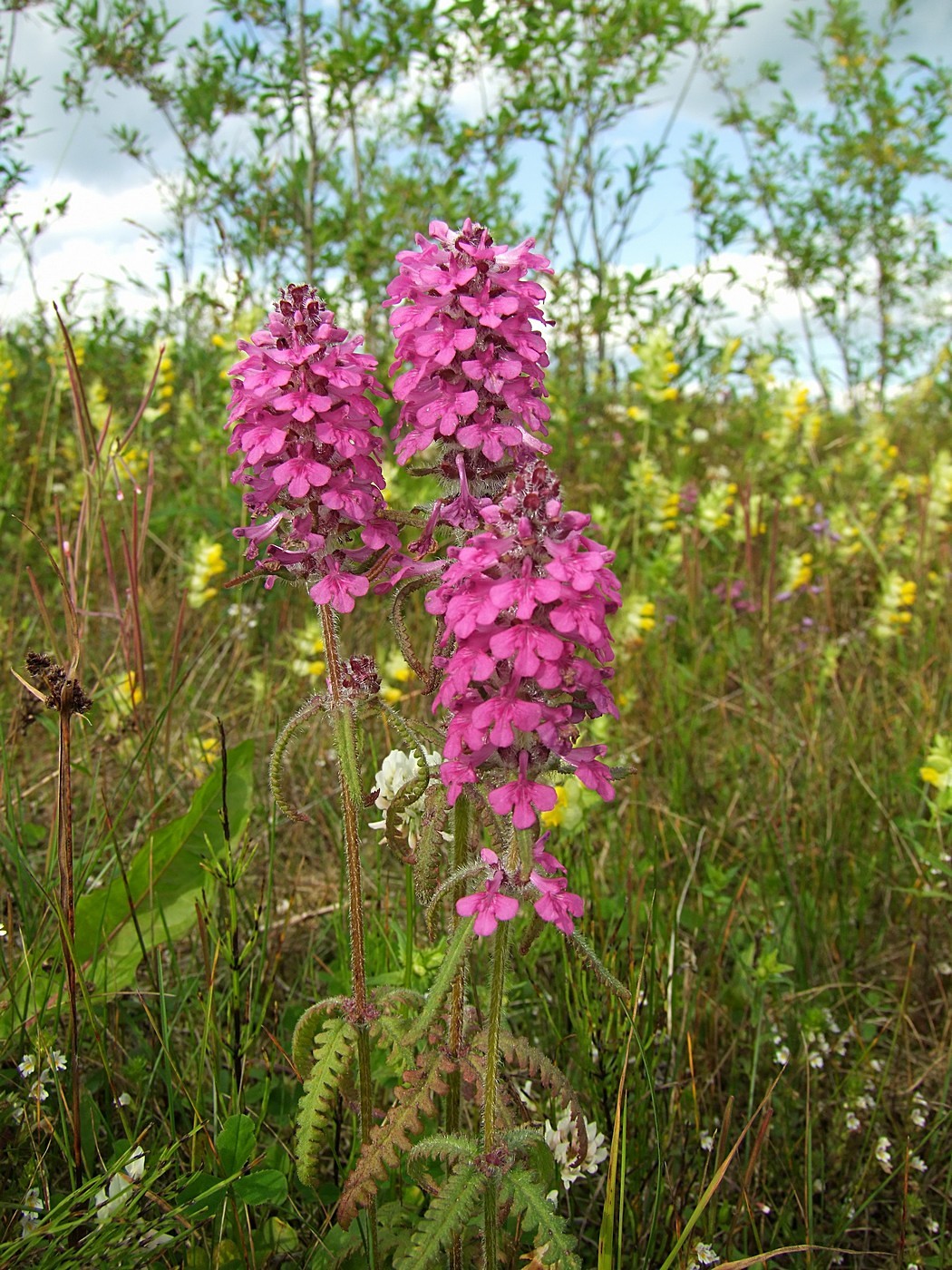 Image of Pedicularis spicata specimen.