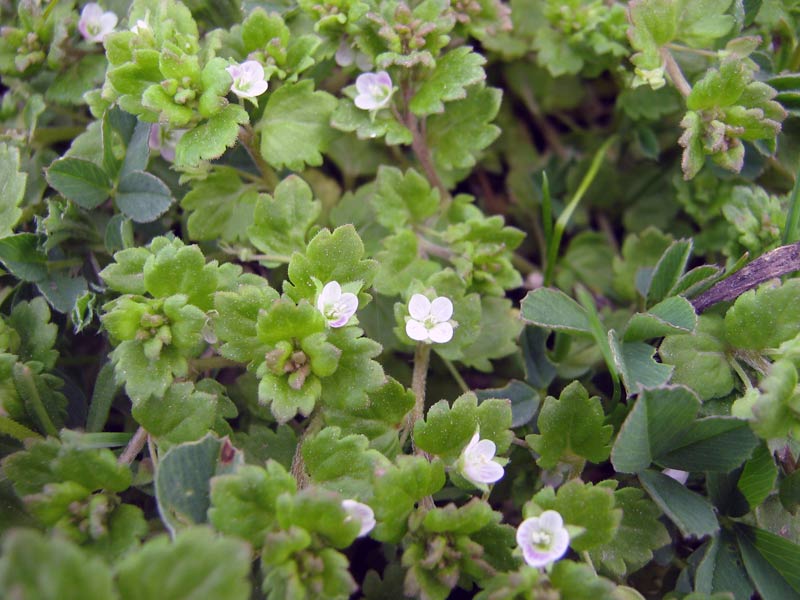 Image of Veronica polita specimen.