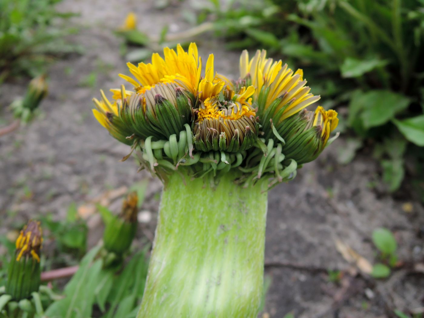 Изображение особи Taraxacum officinale.