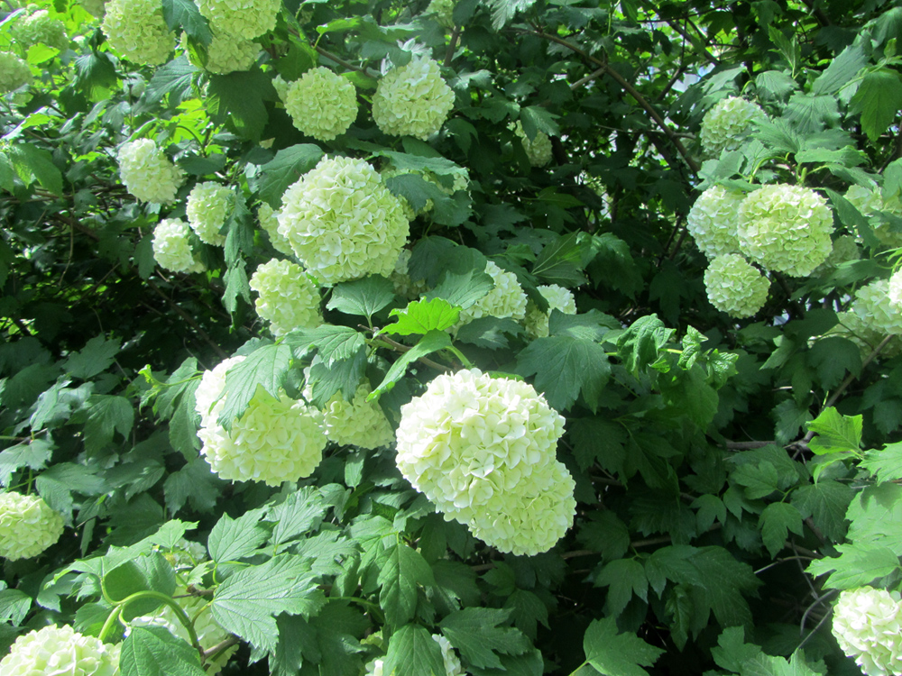 Изображение особи Viburnum opulus f. roseum.