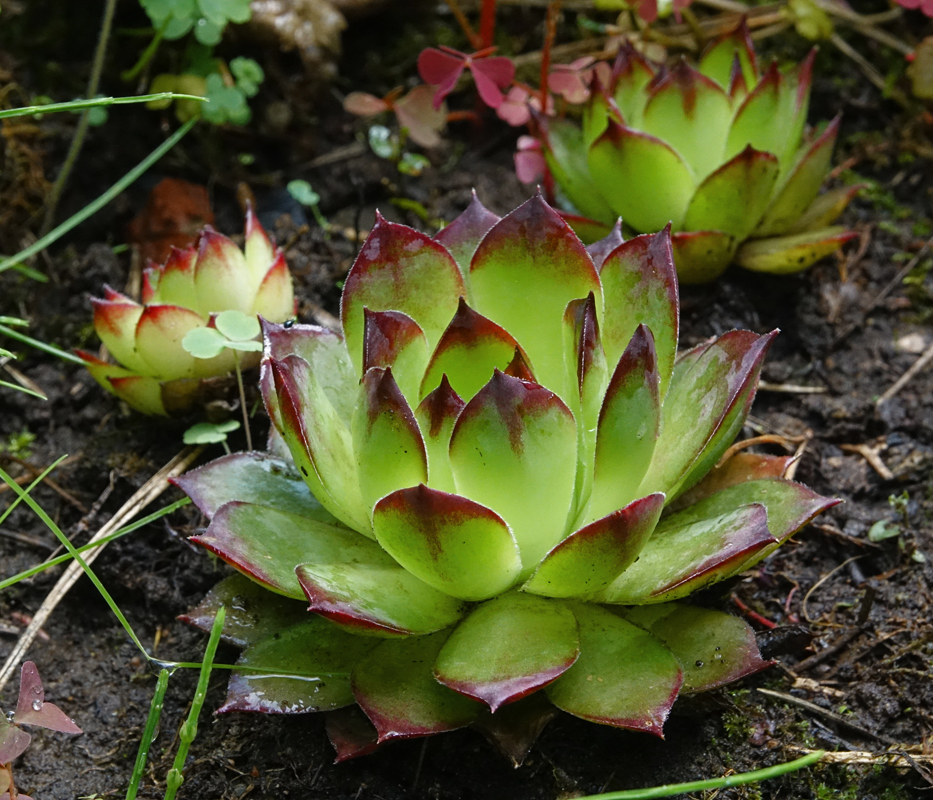 Изображение особи Sempervivum tectorum.