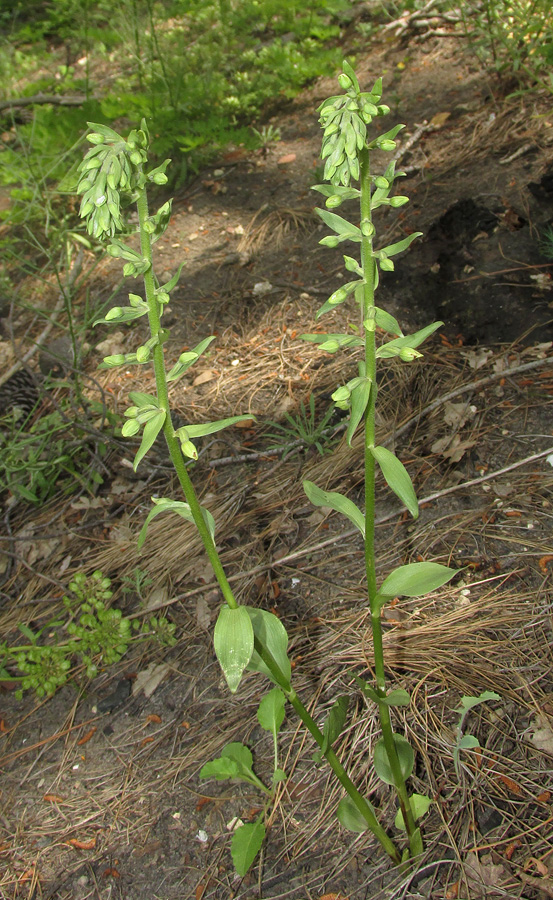 Image of Epipactis krymmontana specimen.