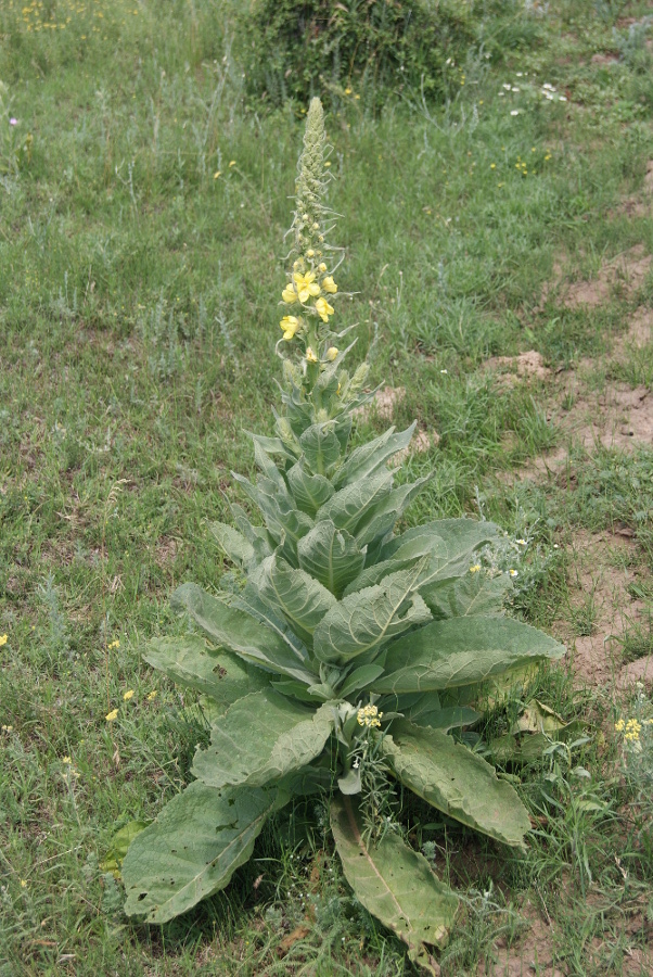 Изображение особи Verbascum densiflorum.