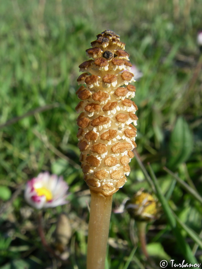 Image of Equisetum arvense specimen.