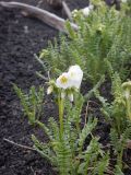 Polemonium boreale