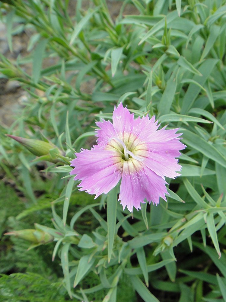 Image of Dianthus repens specimen.