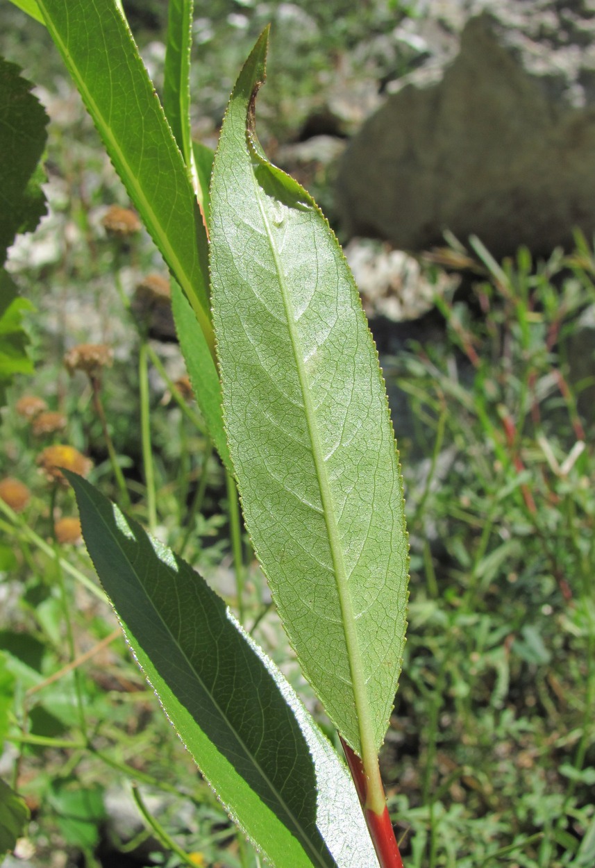 Image of Salix pentandrifolia specimen.