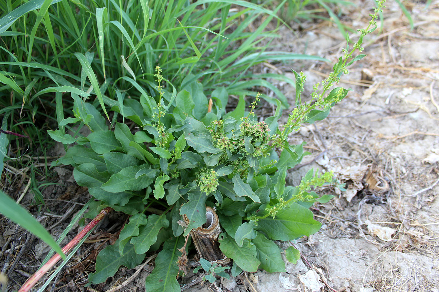 Image of genus Rumex specimen.